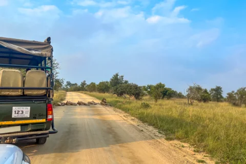 Mfafa Safaris