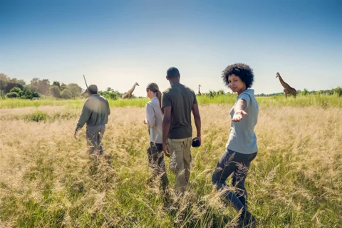 Mfafa Safaris